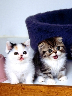 ����,�ټ�