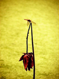 ��õ��֮�����