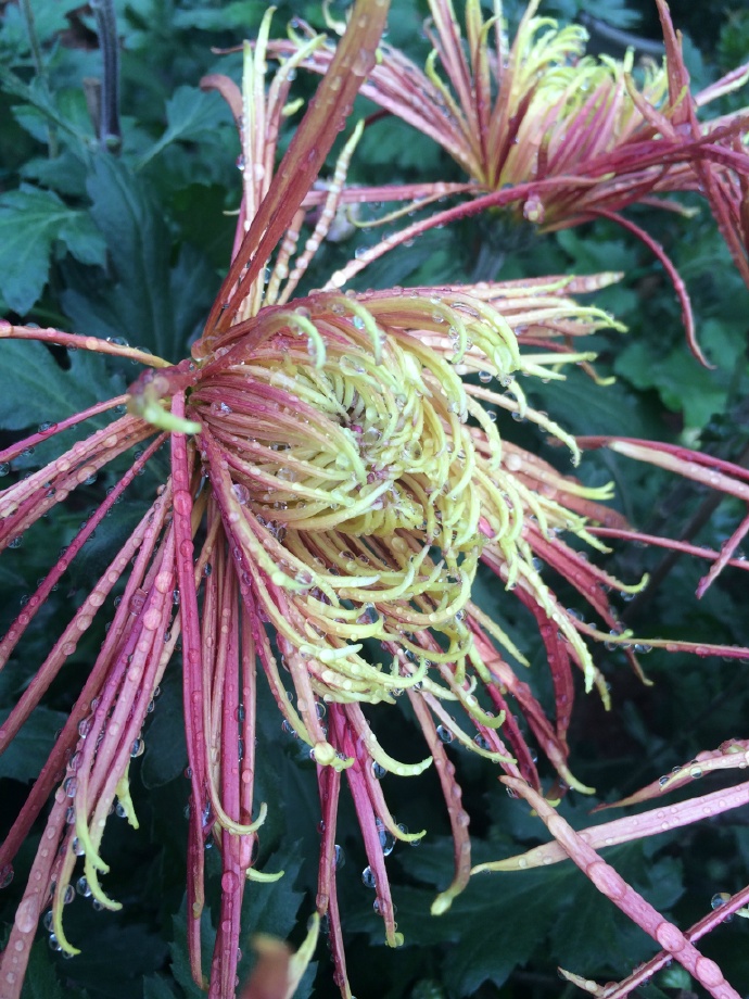 ����֮�Ұ�������