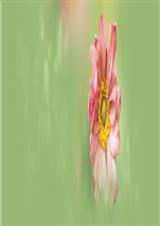 ���ñ���